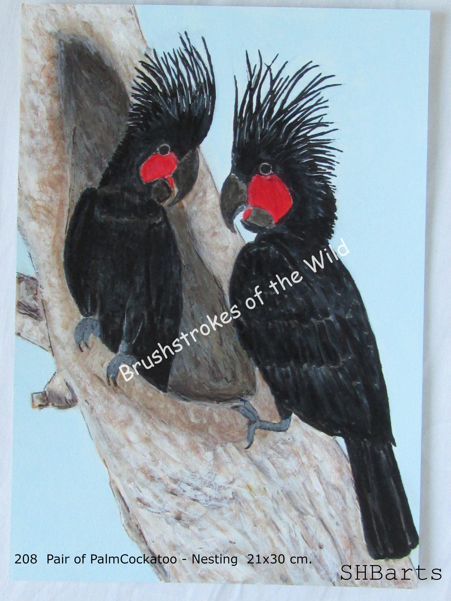 Pair of Palm Cockatoo- Nesting