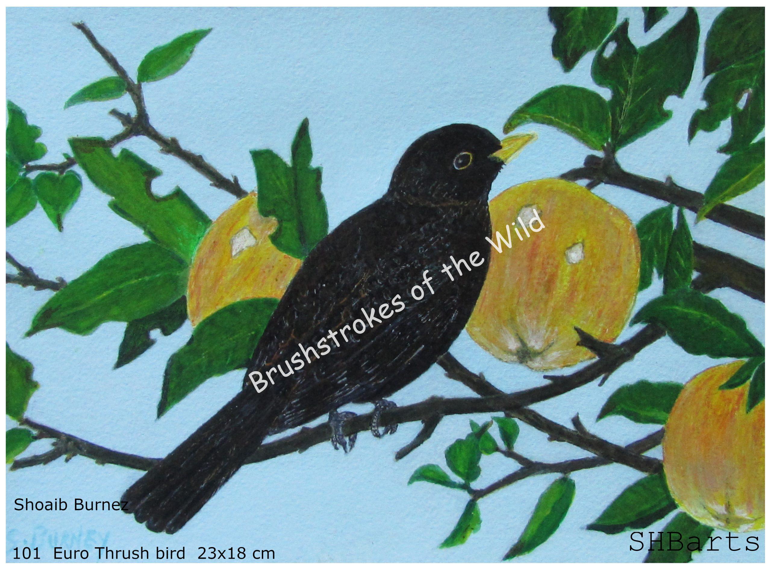 Euro Thrush Bird