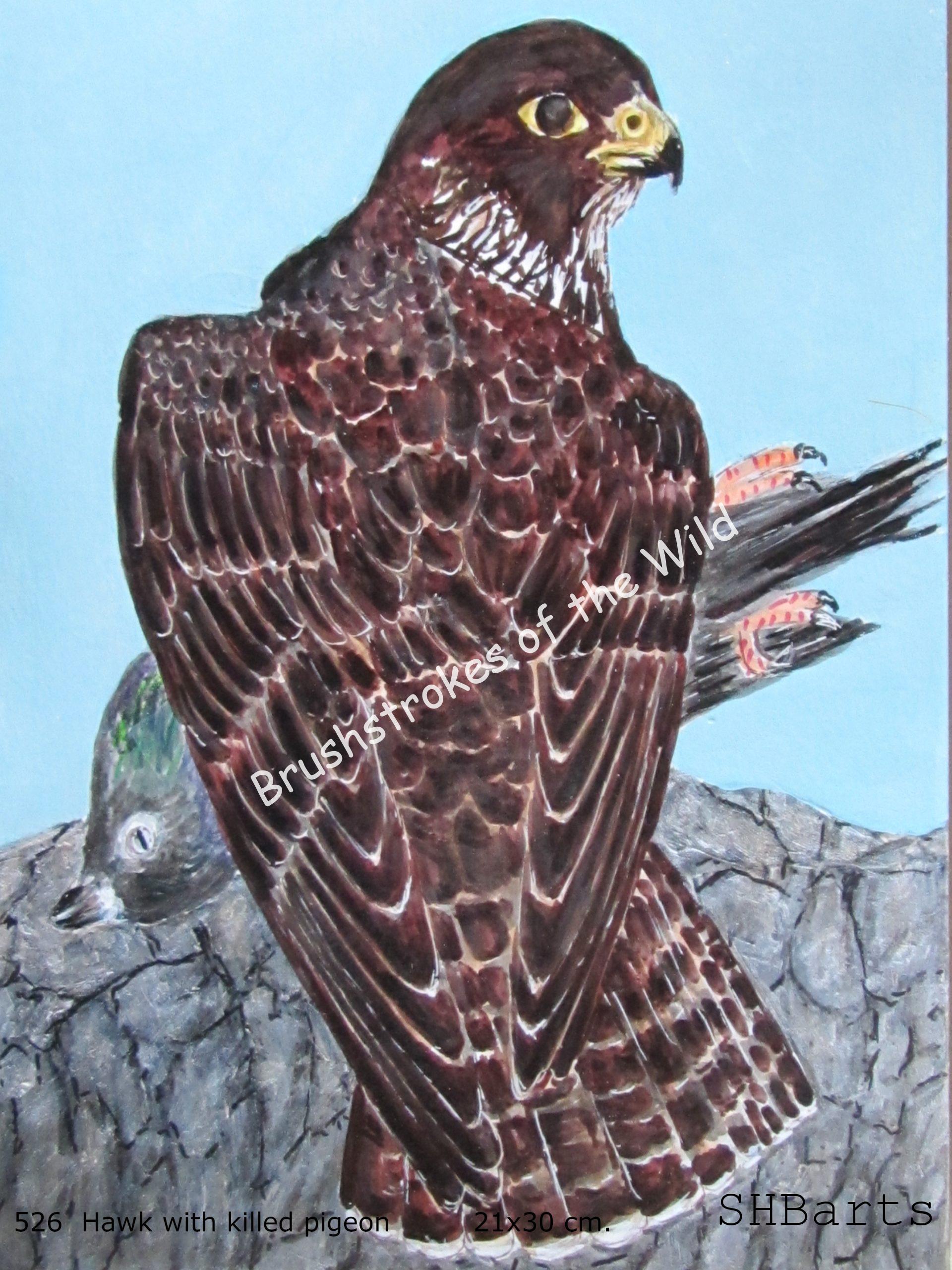 Hawk eating Pigeon