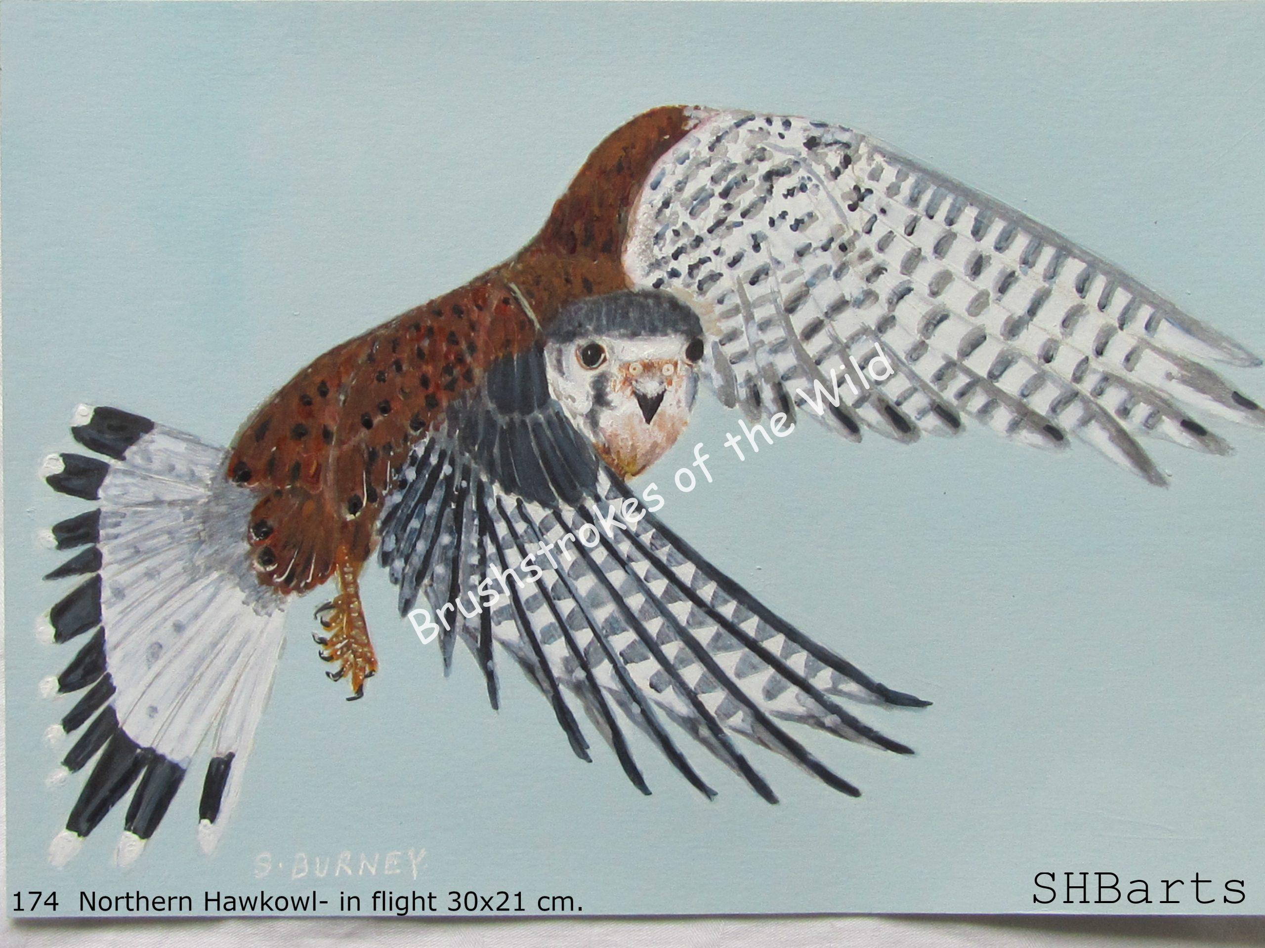 Northern Hawkowl
