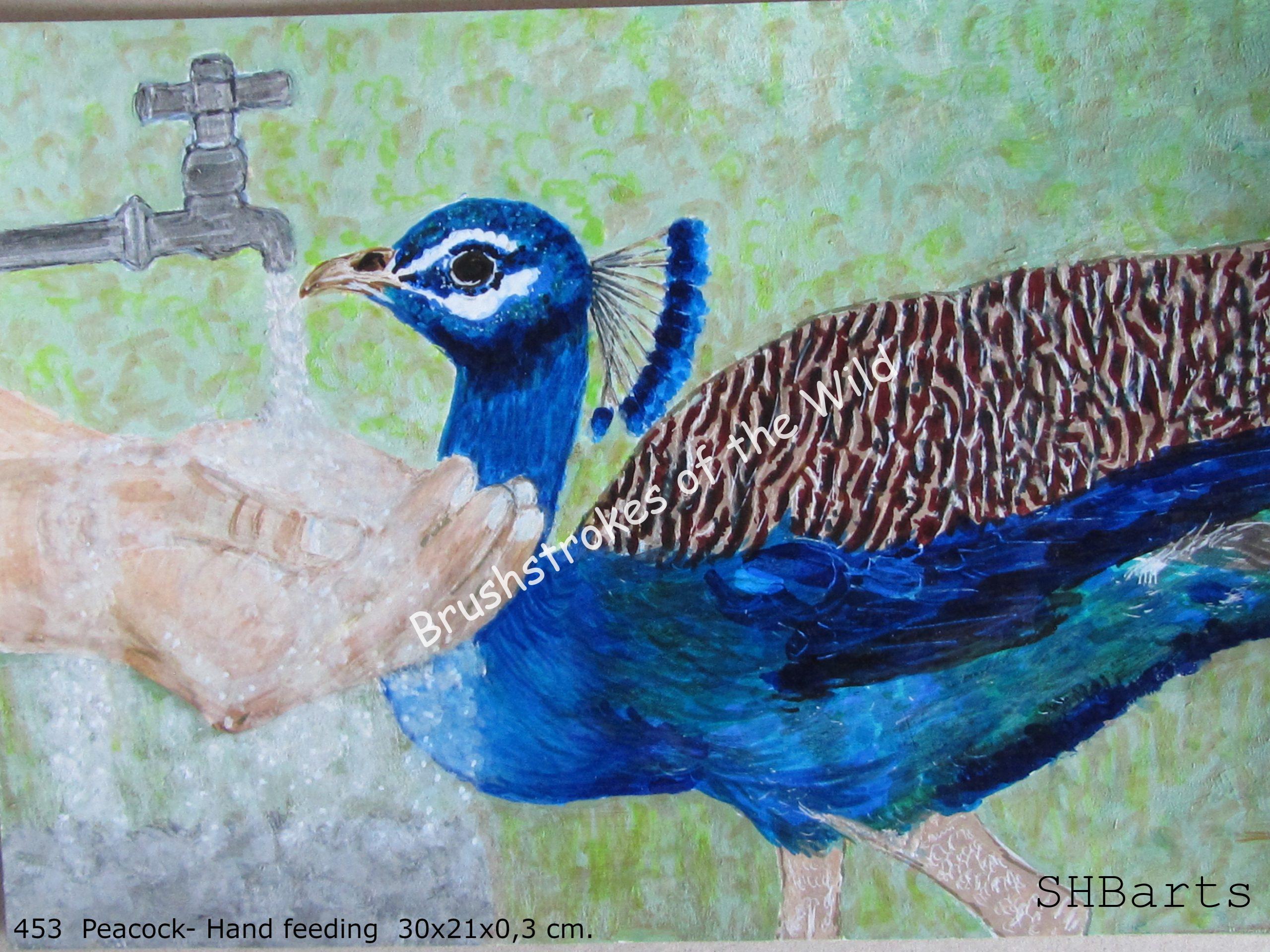 Peafowl - Drinking water from hand