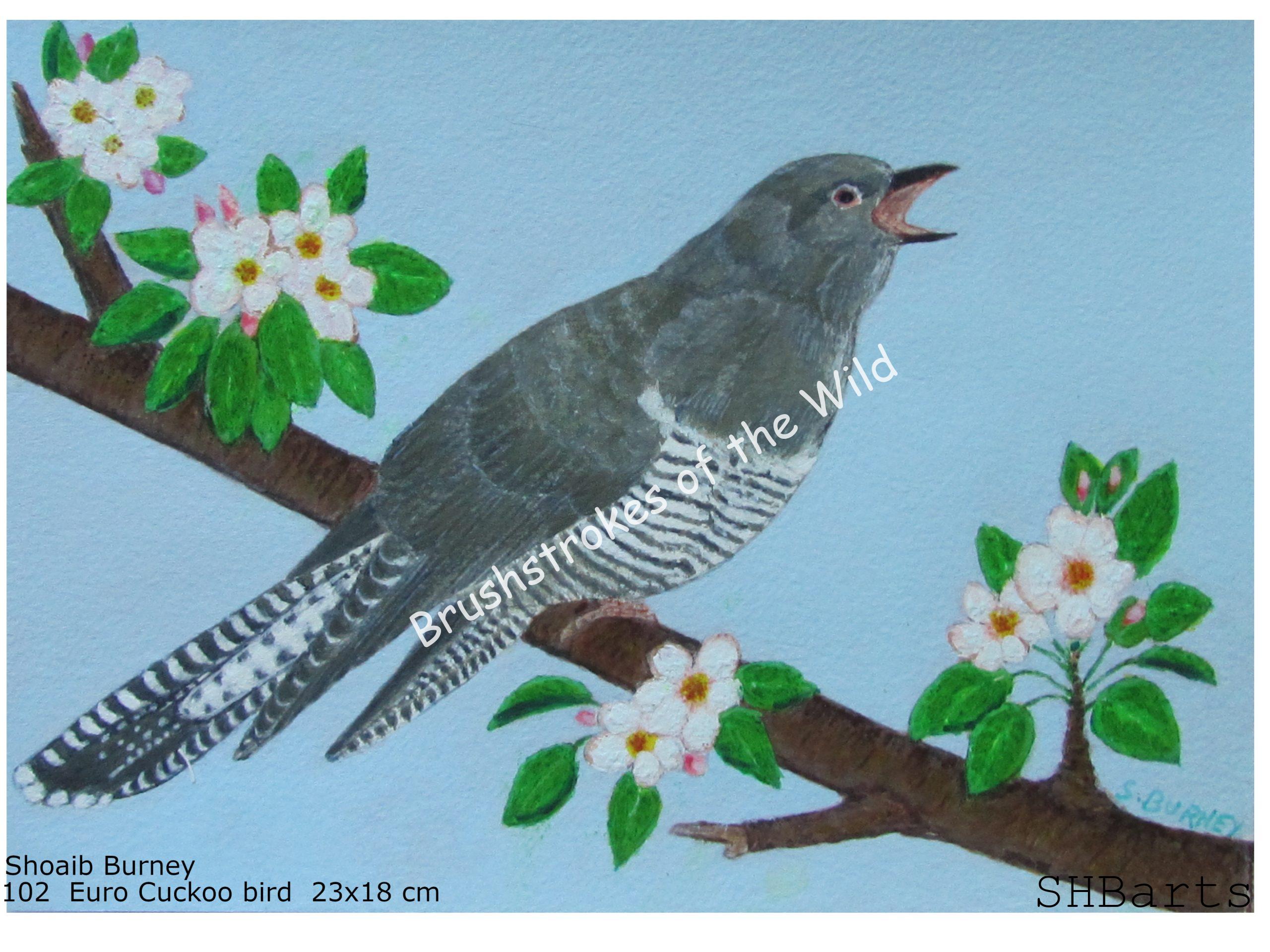 Euro Cuckoo bird