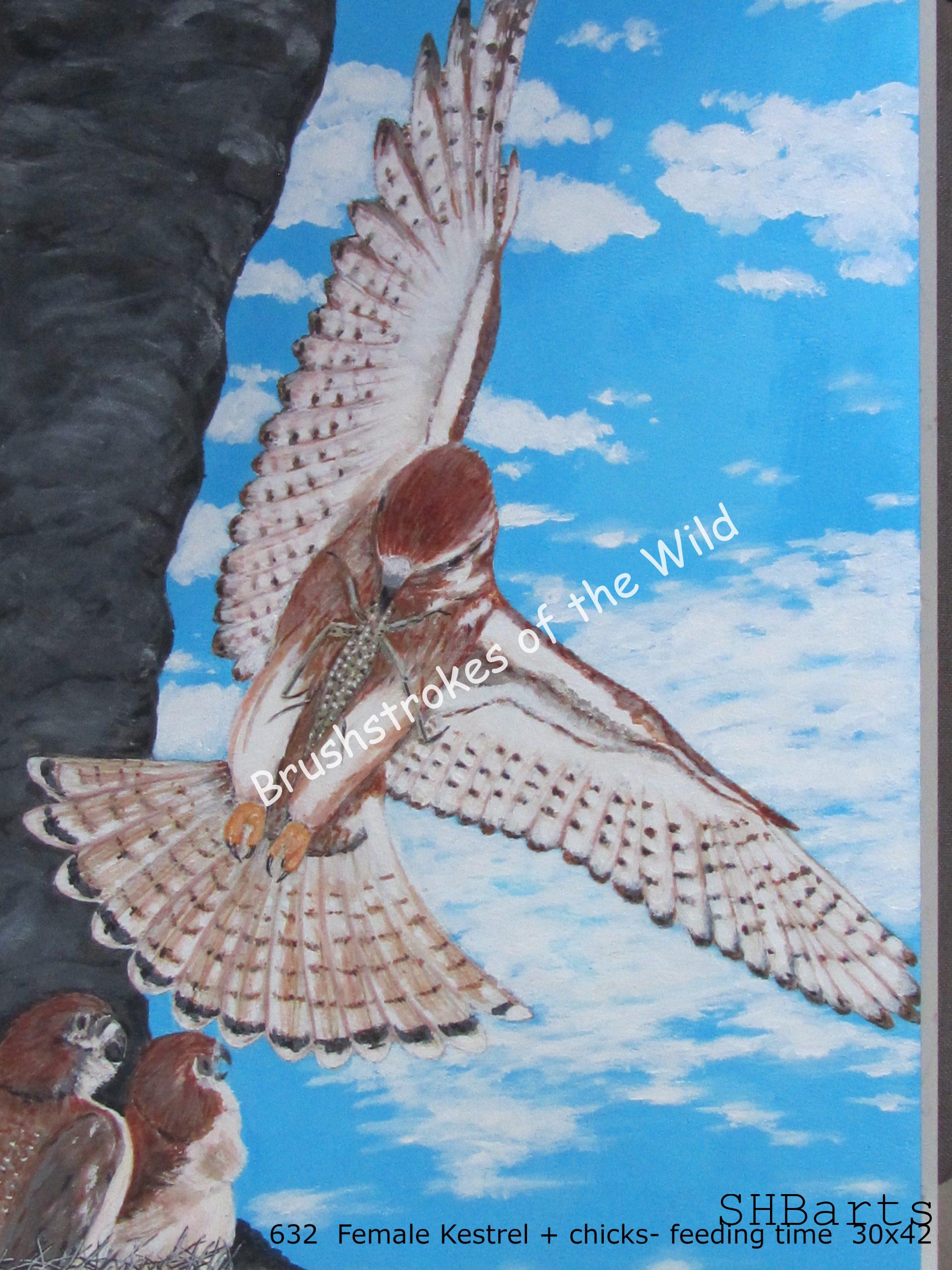 Feeding time - Female Kestrel + young chicks